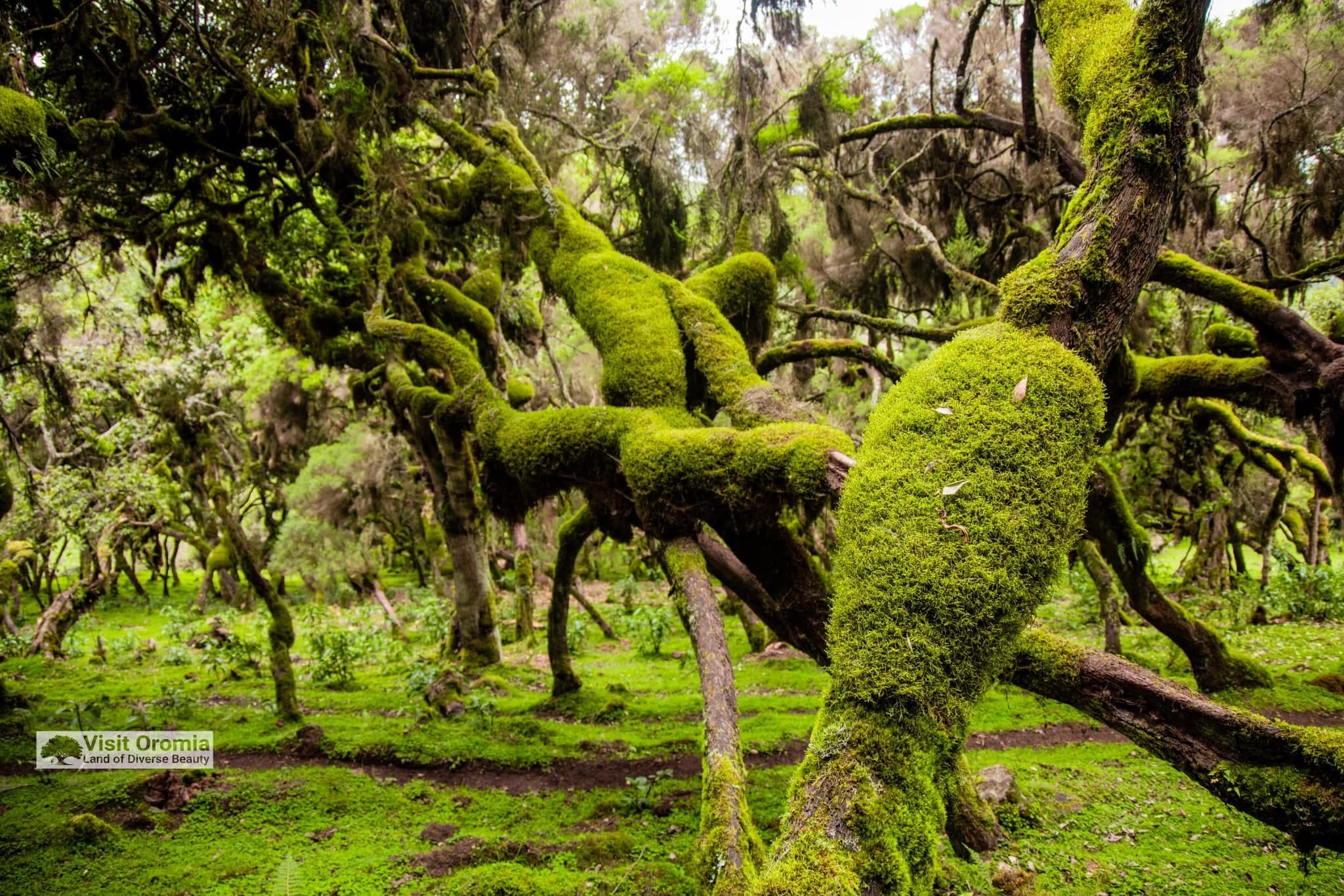 Ancient Oromia forest