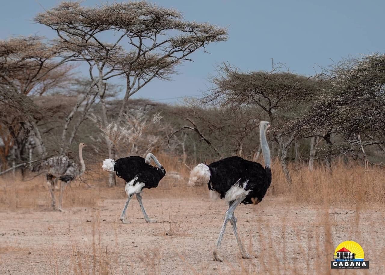 Flamingo Season on the Abijata-Shalla Lakes